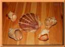 Раковины съедобных моллюсков